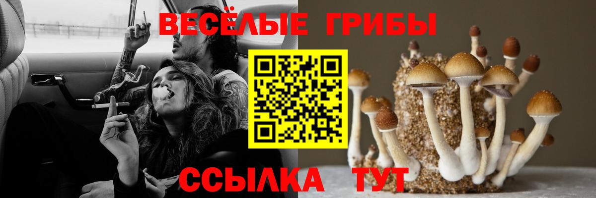Псилоцибиновые грибы мицелий Губкинский